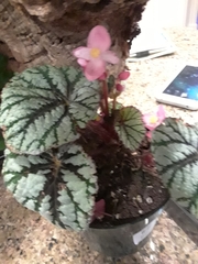 Begonia rex-cultorum