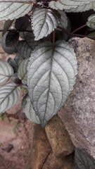 Hemigraphis colorata