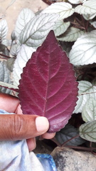 Hemigraphis colorata