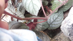 Hemigraphis colorata