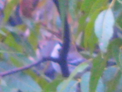 Poecile carolinensis