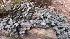 Hemigraphis colorata