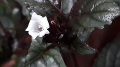 Hemigraphis colorata