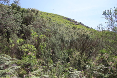 Aspalathus excelsa