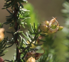 Aspalathus excelsa