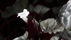 Hemigraphis colorata