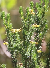 Aspalathus excelsa