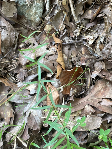 Arkansas Bedstraw (Galium arkansanum)