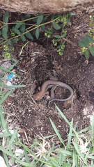 Pholidoscelis chrysolaemus