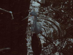 Egretta tricolor image