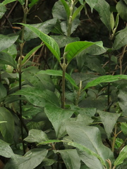 Abatia parviflora