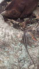 Anolis sagrei