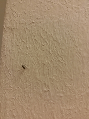 Diptera