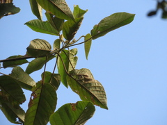 Croton mutisianus