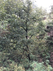 Tilia americana mexicana