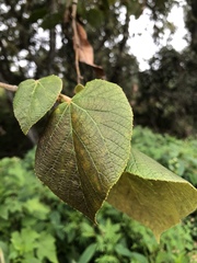 Tilia americana mexicana