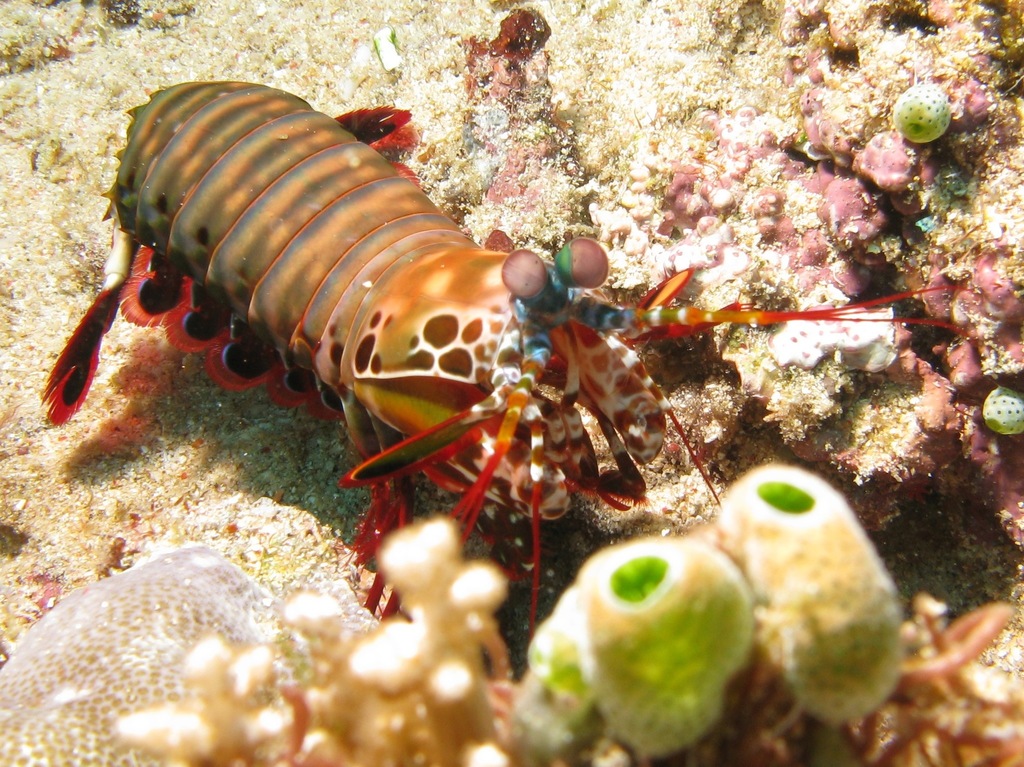 Odontodactylus