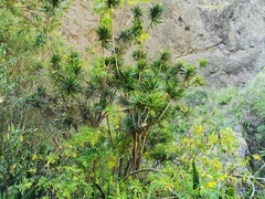 Dracaena reflexa image