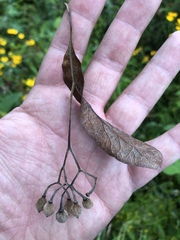 Tilia americana mexicana