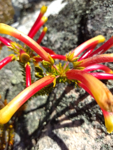 Image of Erica hibbertia by (c) Seth Musker, some rights reserved (CC BY)