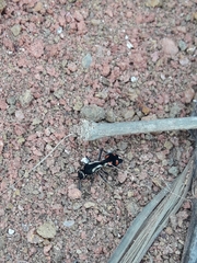 Traumatomutilla spectabilis