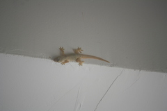 Hemidactylus platyurus