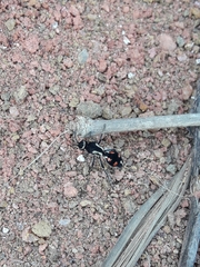 Traumatomutilla spectabilis