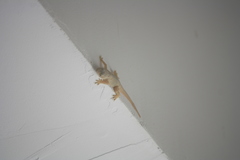 Hemidactylus platyurus