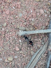 Traumatomutilla spectabilis