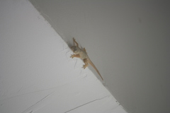 Hemidactylus platyurus