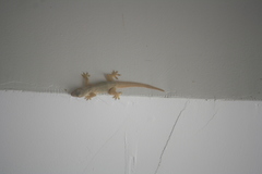 Hemidactylus platyurus