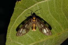 Eressa confinis