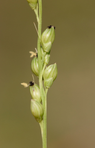 Setaria reverchonii ssp. reverchonii