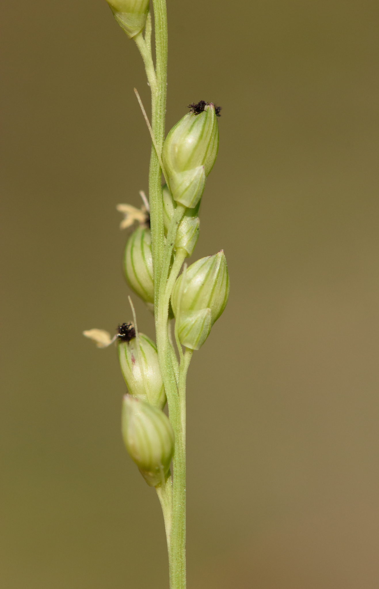 Setaria reverchonii ssp. reverchonii