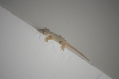 Hemidactylus platyurus