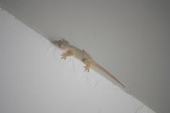 Hemidactylus platyurus