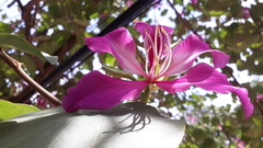 Bauhinia