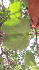 Bauhinia