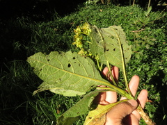 Verbesina crassiramea