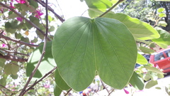 Bauhinia