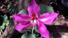 Bauhinia