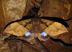 Ischyja