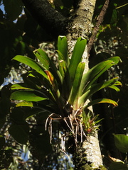 Tillandsia denudata