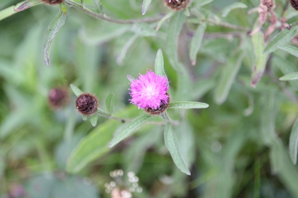 Centaurea nigra