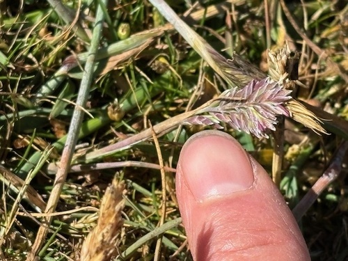 Poa unilateralis, 2025-05-18