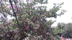 Bauhinia