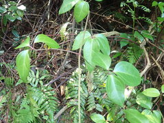 Clematis crassifolia