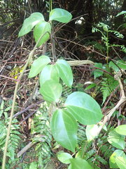 Clematis crassifolia