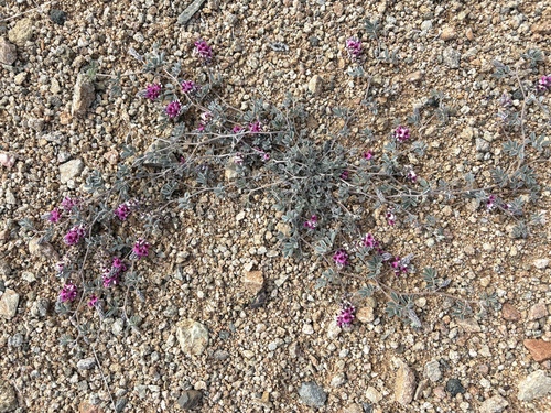 Silver Indigo (Indigofera hololeuca)