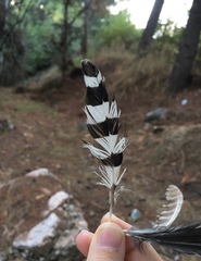 Upupa epops